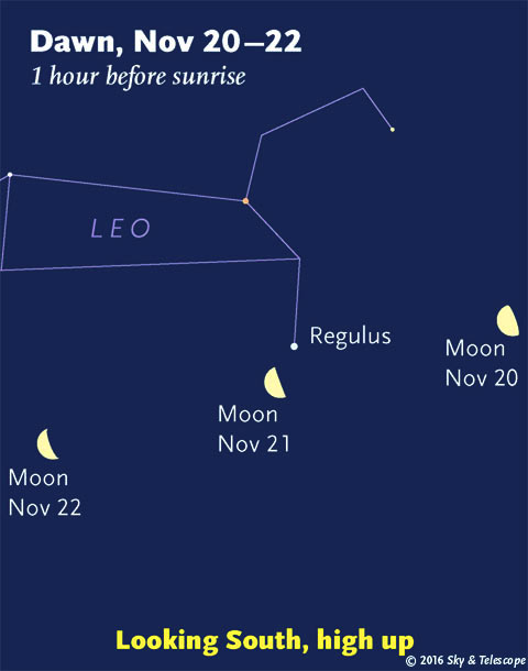 Moon and Regulus at dawn, Nov. 20-22, 2016