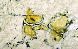 ALH 84001 thin section