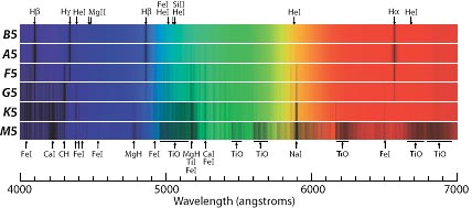 Stellar spectra from hot to cool. A star's temperature largely determines which dark absorption lines appear in its spectrum.