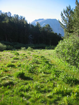 Meadow in the Sierra Nevada