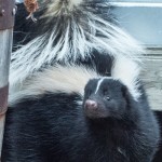 Image of bwana