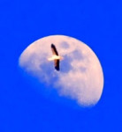 Image of DL Moonitz