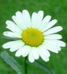 Image of Margarita