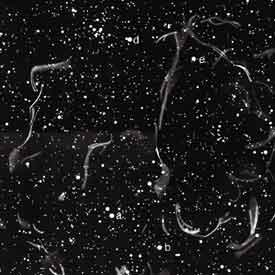 Sketch showing parts of the Vela supernova remnant